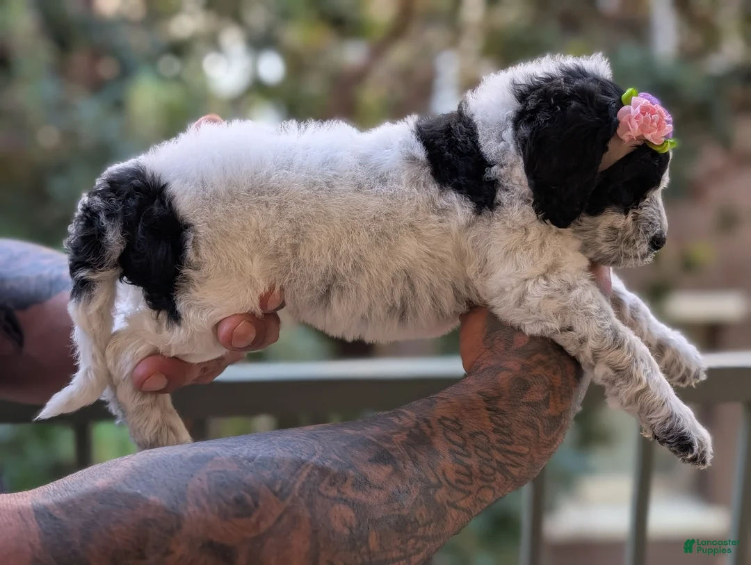 Mixed Breed dogs for sale: MARILYN  - Ad 6