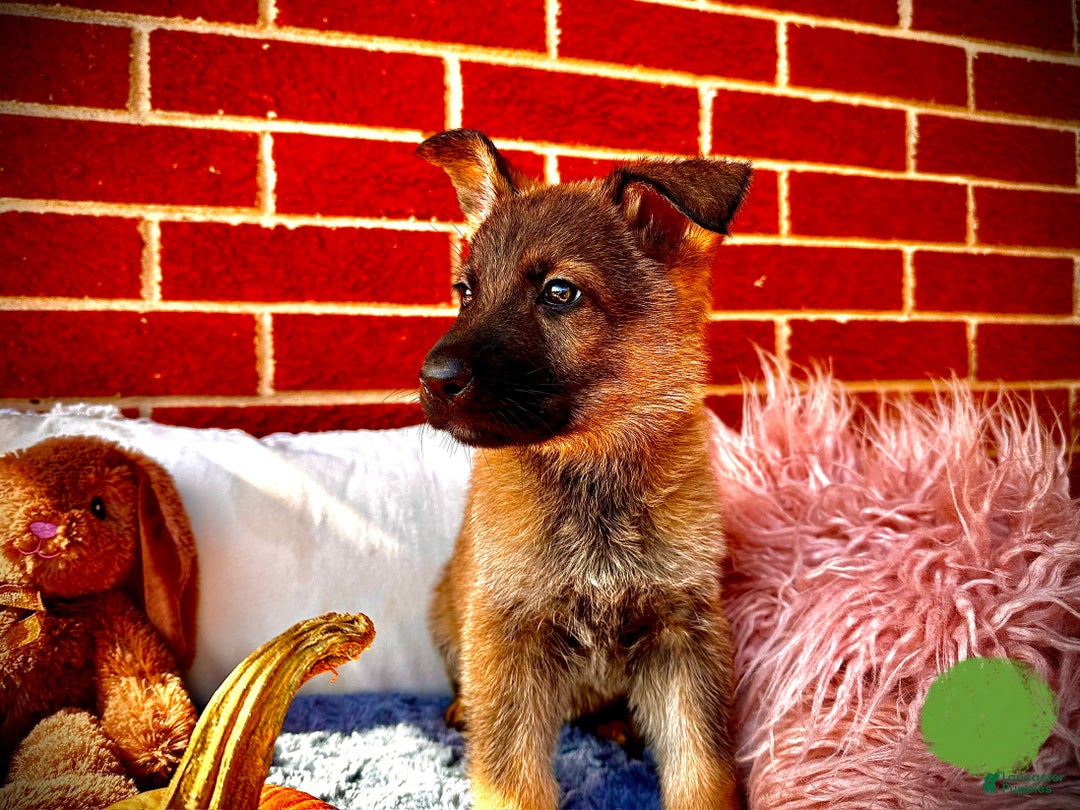 German Shepherd dogs for sale: Rabbit - Ad 5