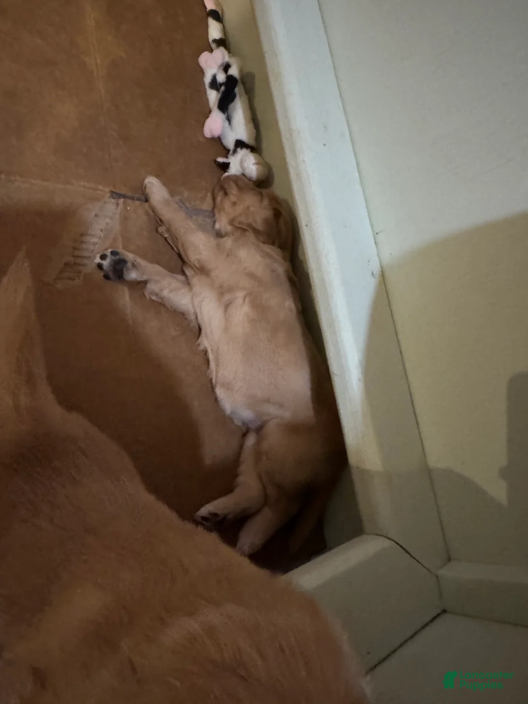 Golden Retriever dogs for sale: Golden Retriever Puppy 4 - Ad 1