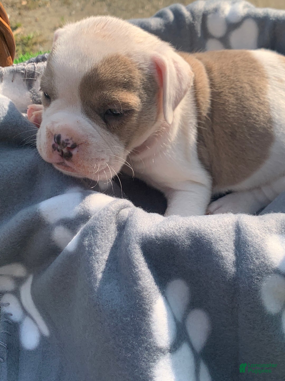 Olde English Bulldogge Puppy for sale in Fairlee Lancaster Puppies