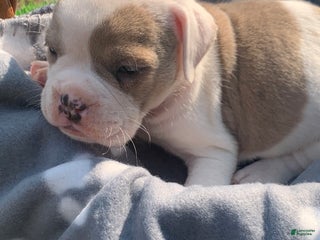 Olde English Bulldogge dogs - Ad 14