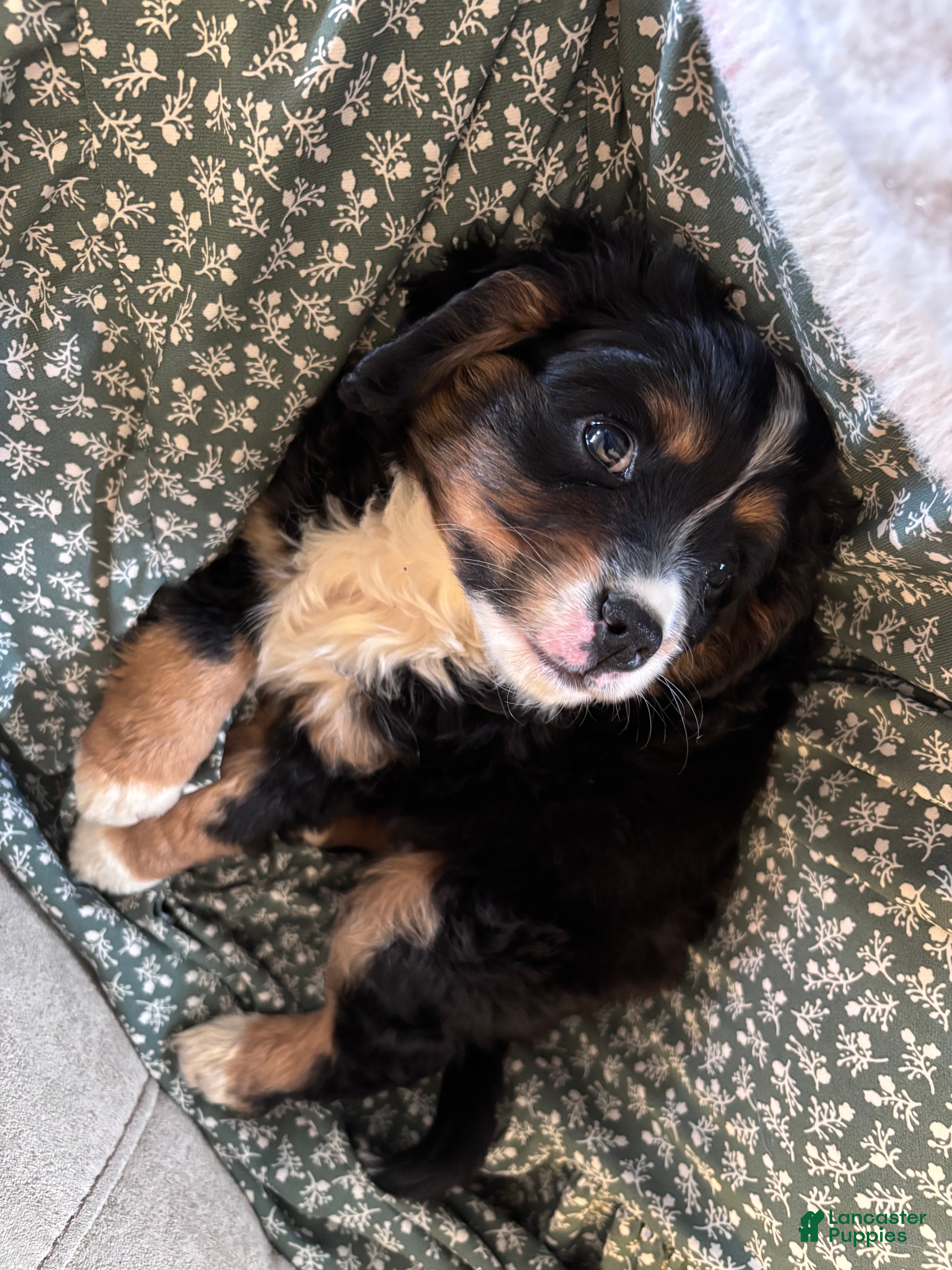 Miniature Bernese Mountain Dog dogs Tank - Ad 1