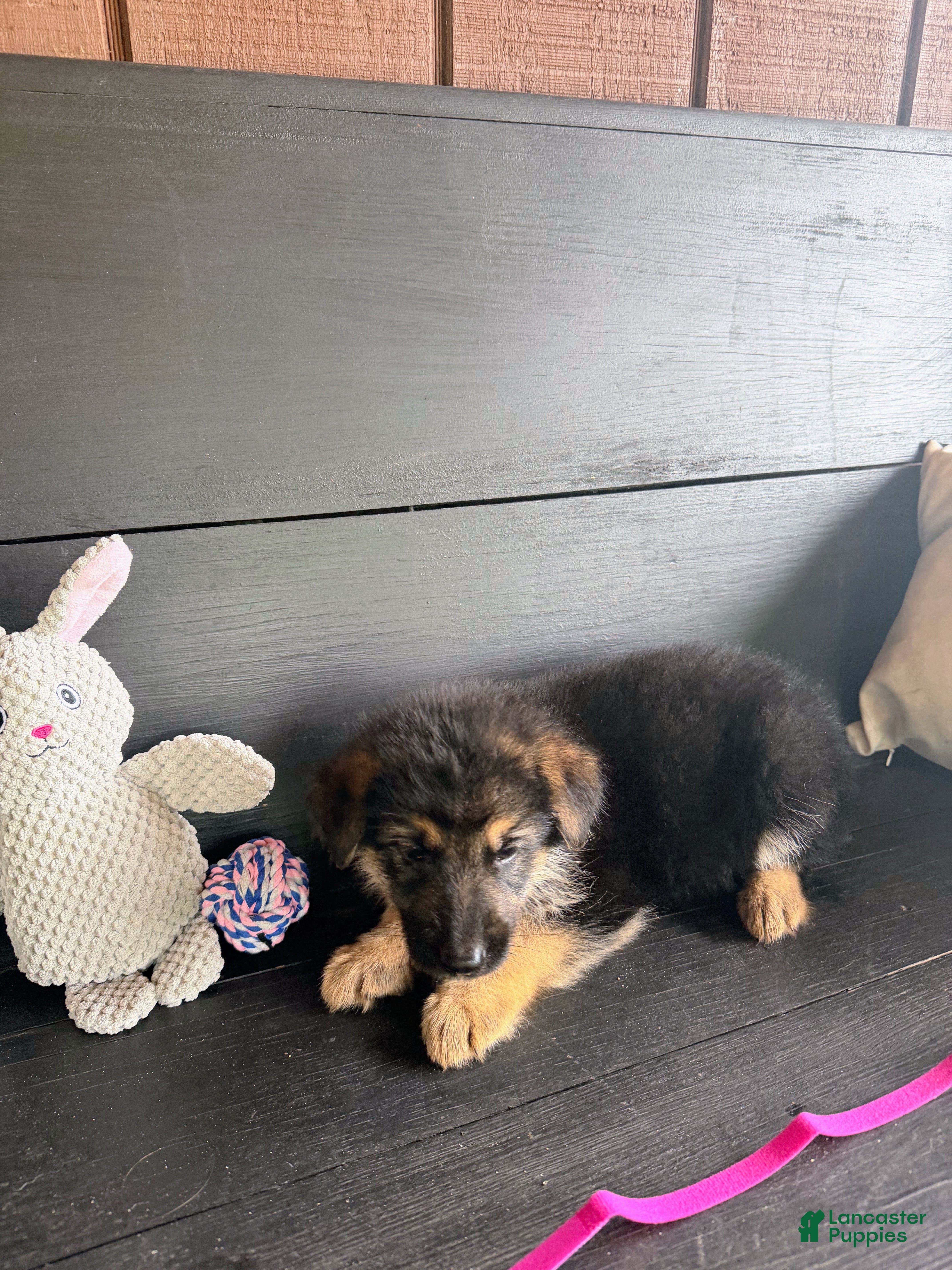 German Shepherd dogs Eleanor - Ad 4
