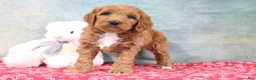 Mini Goldendoodle dogs for sale: Dillard - Ad 3