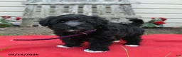 Schnoodle dogs for sale: Birdie - Ad 4
