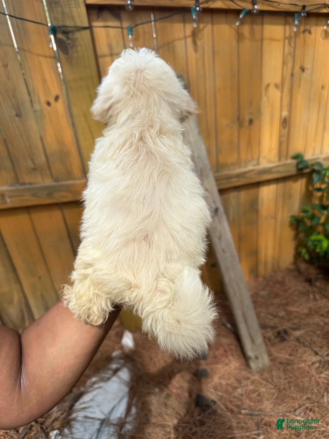 Maltipoo dogs for sale: daisy Maltipoo 2 - Ad 12
