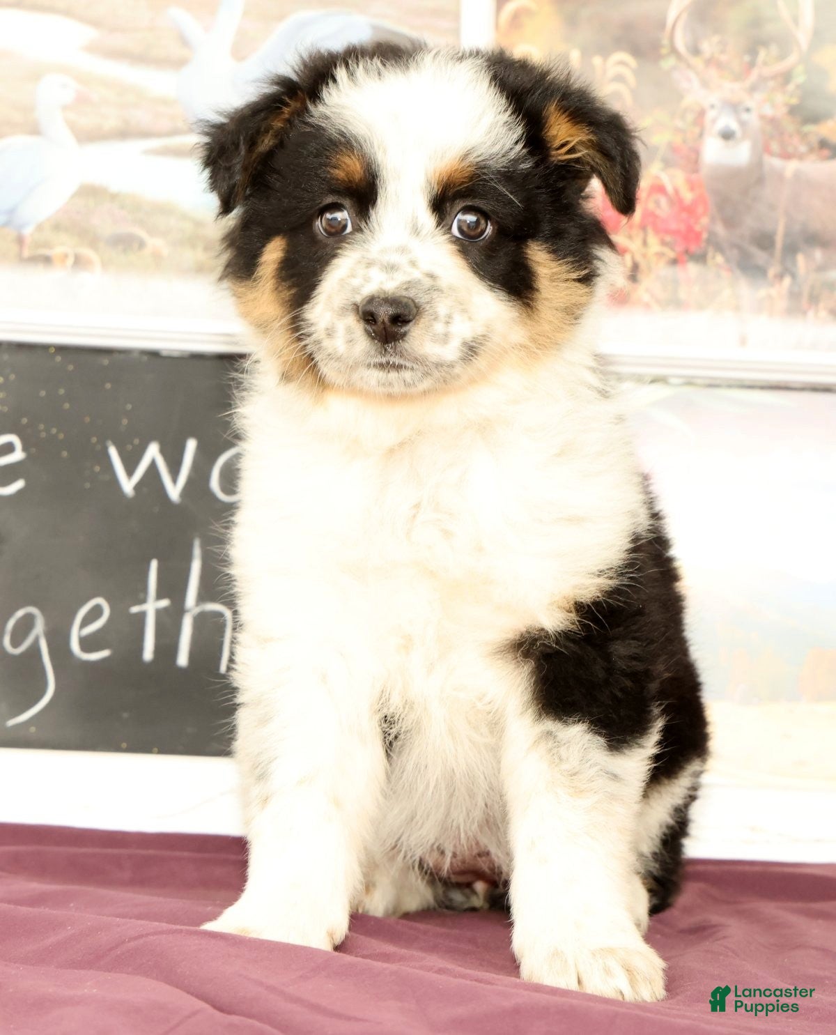 Mixed Breed dogs Trisha - Ad 2
