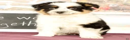 Mixed Breed dogs for sale: Trisha - Ad 2