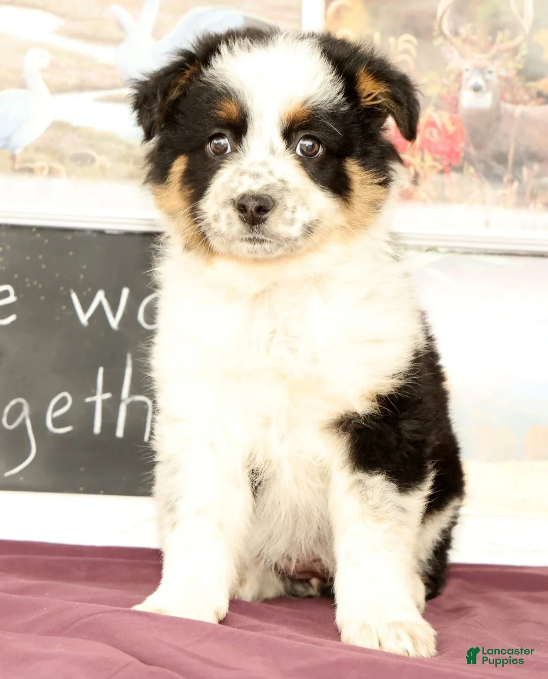 Mixed Breed dogs for sale: Trisha - Ad 2