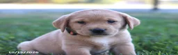 Labrador Retriever dogs for sale: Goldie - Ad 2