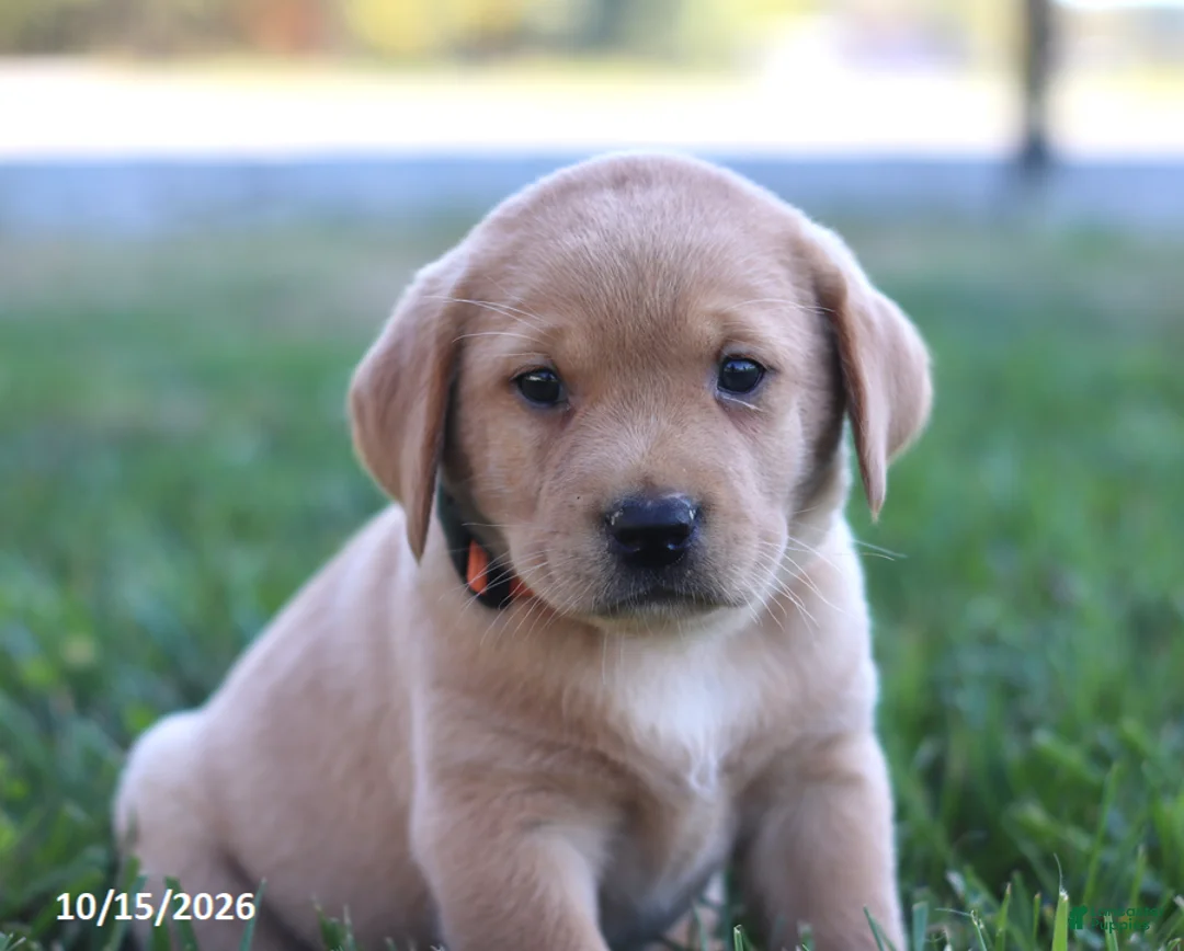 Labrador Retriever dogs for sale: Goldie - Ad 2
