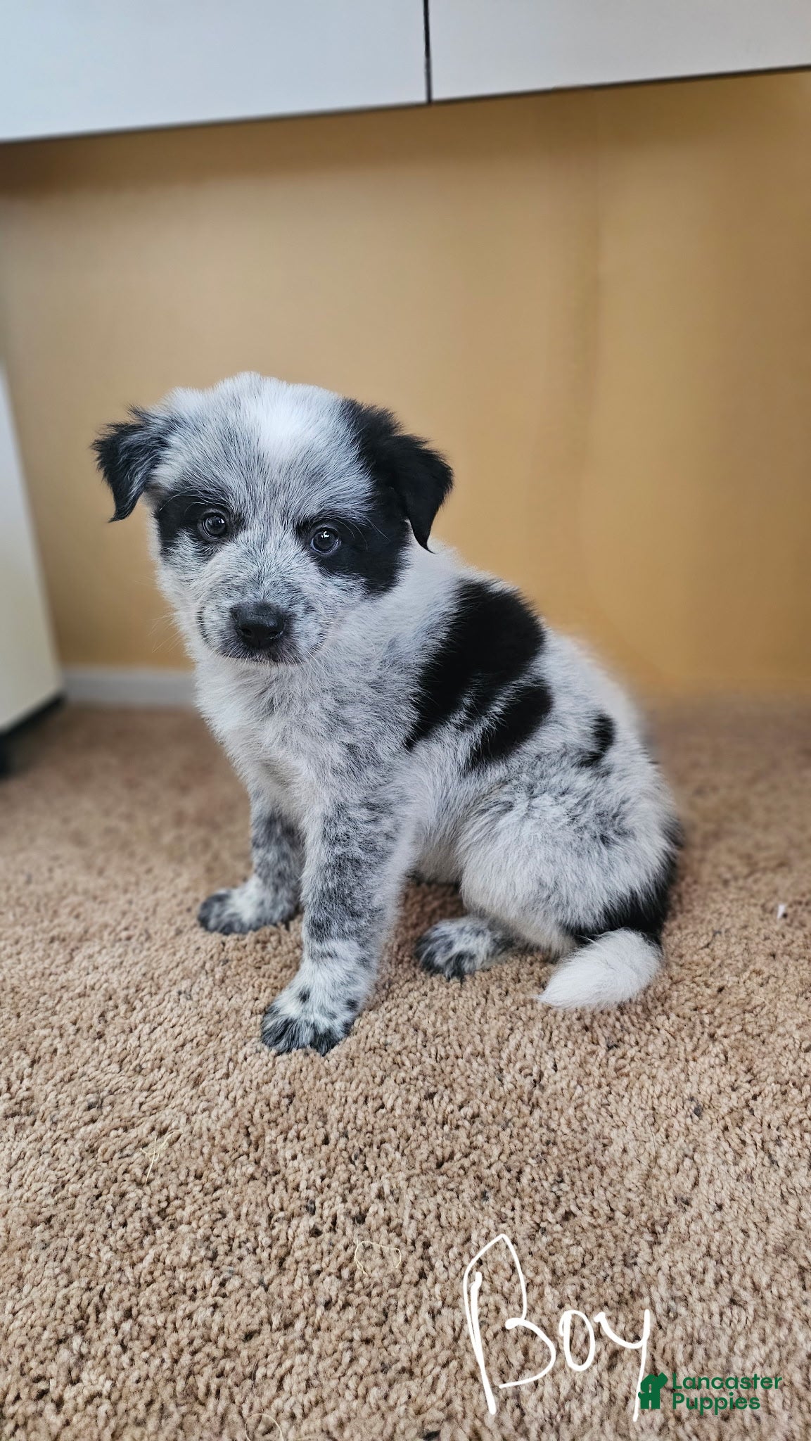 Australian Cattle Dog dogs Australian Cattle Dog 1 - Ad 8
