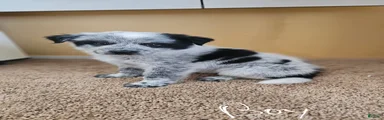 Australian Cattle Dog 1