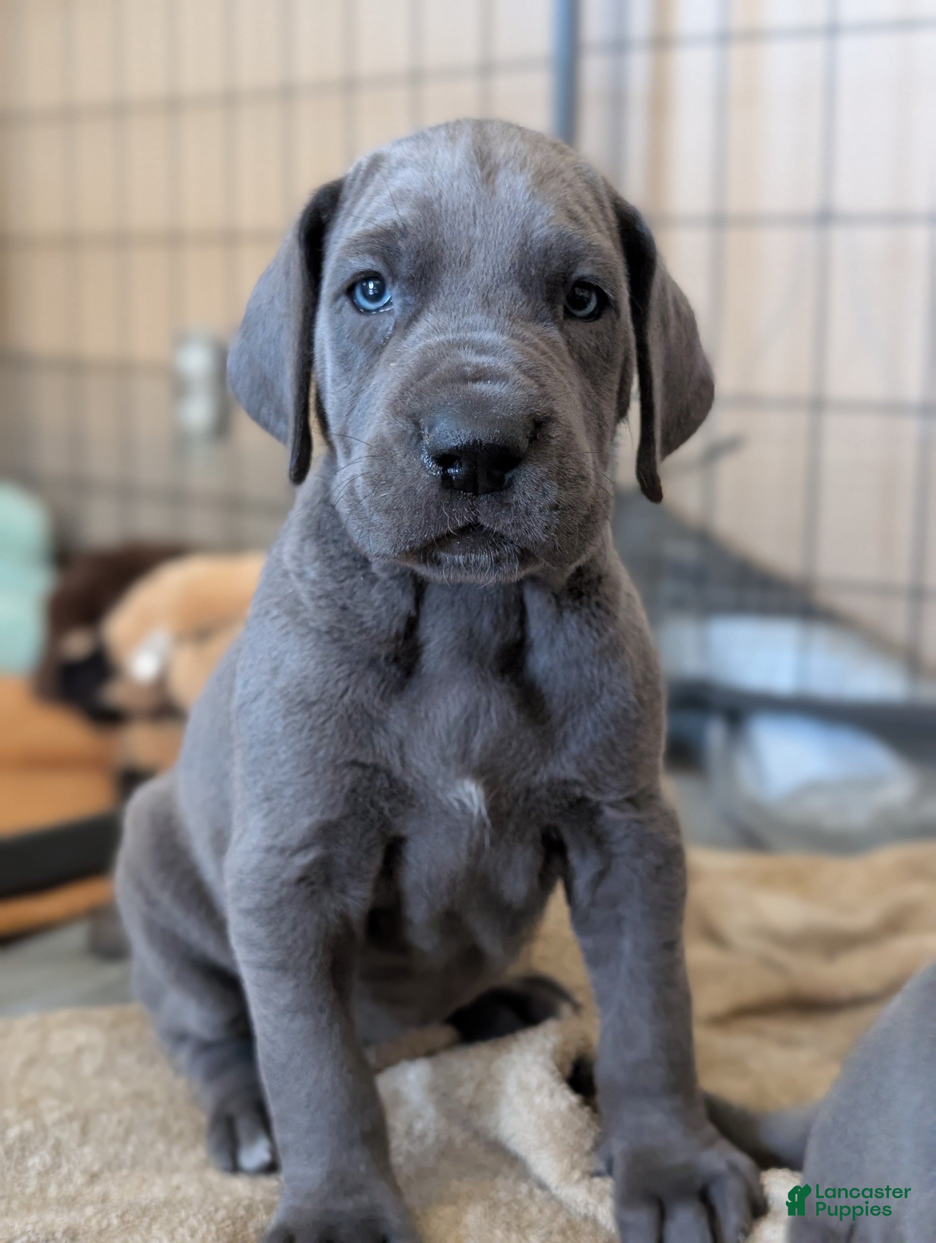 Great Dane dogs Great Dane Puppy 1 - Ad 2