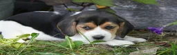 Beagle dogs for sale: Otis - Ad 21