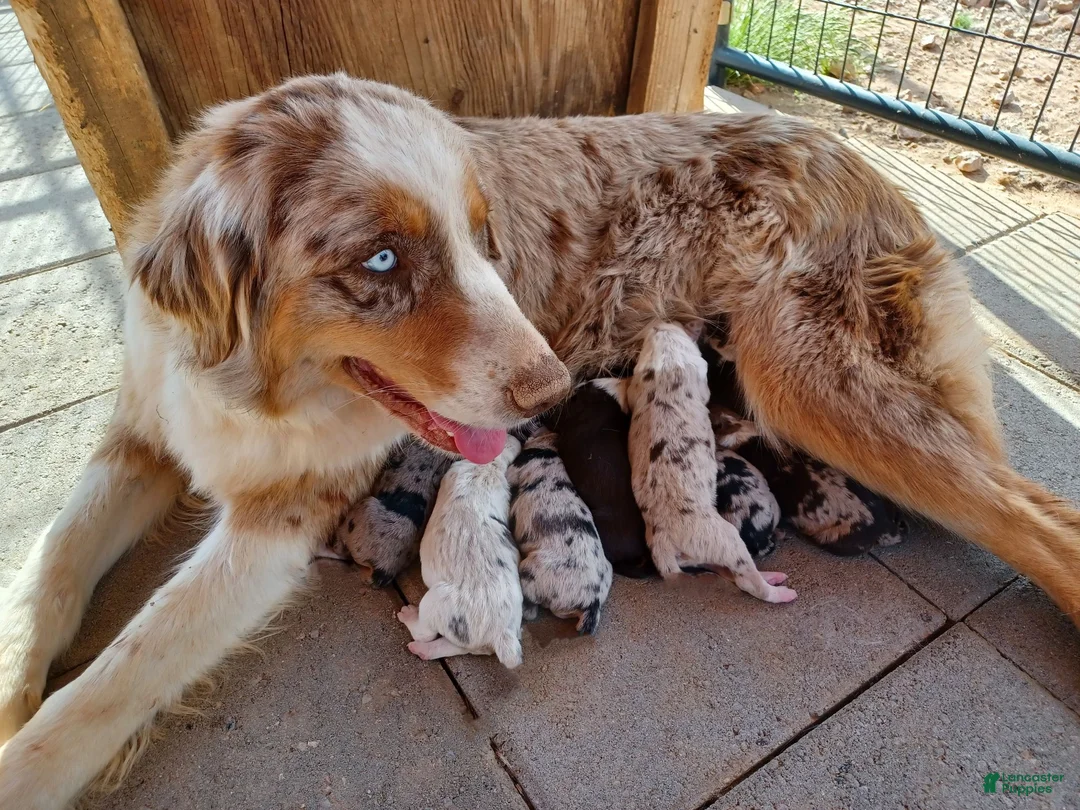 Australian Shepherd dogs for sale: Red merle male with one blue eye - Ad 22