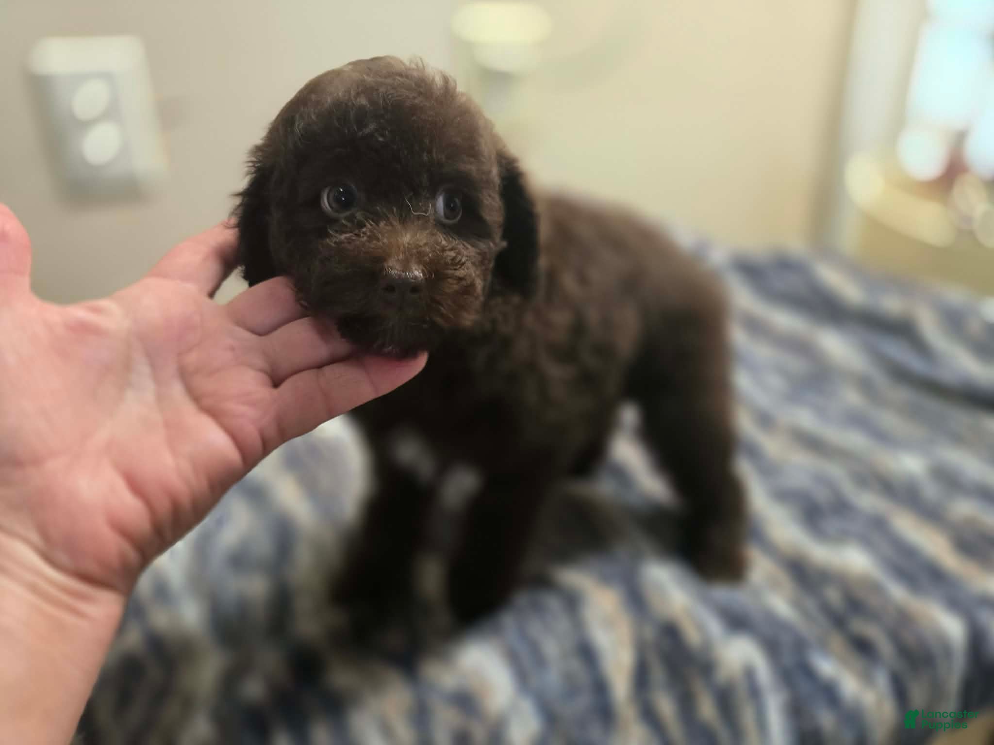 Miniature Poodle dogs KENZIE - Ad 1