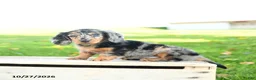 Miniature Dachshund dogs for sale: Toby - Ad 4
