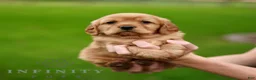 Miniature Golden Retriever dogs for sale: Archie  - Ad 4