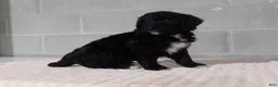 Bernedoodle dogs for sale: Kelly - Ad 4