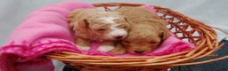 Miniature Poodle dogs for sale: Miniature Poodle Puppy 2  - Ad 3