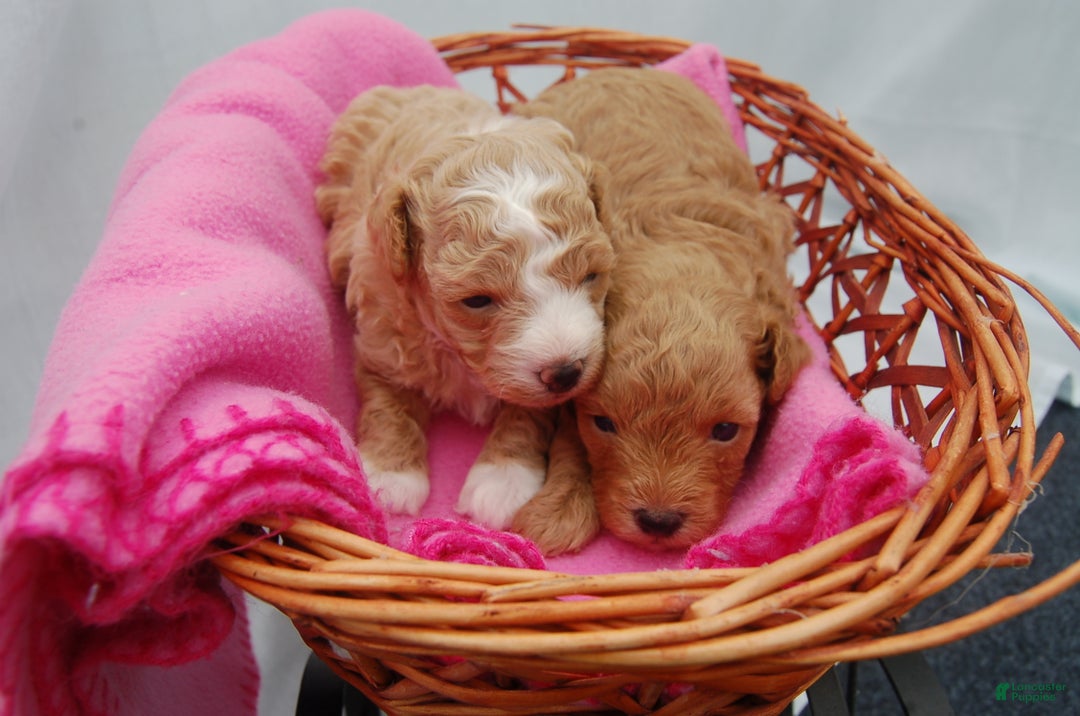 Miniature Poodle dogs for sale: Miniature Poodle Puppy 2  - Ad 3