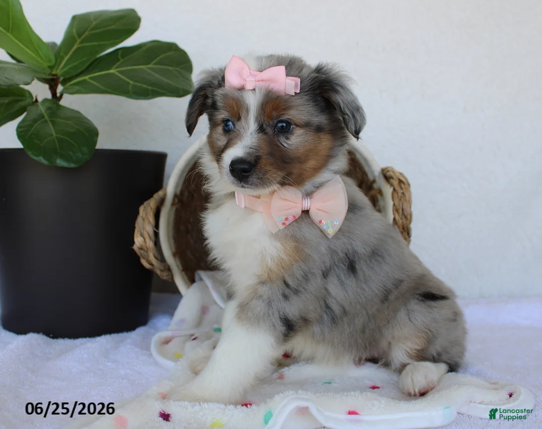 Miniature Australian Shepherd dogs for sale: Paisley - Ad 1