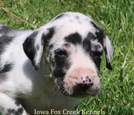 Great Dane dogs Molly - Ad 9