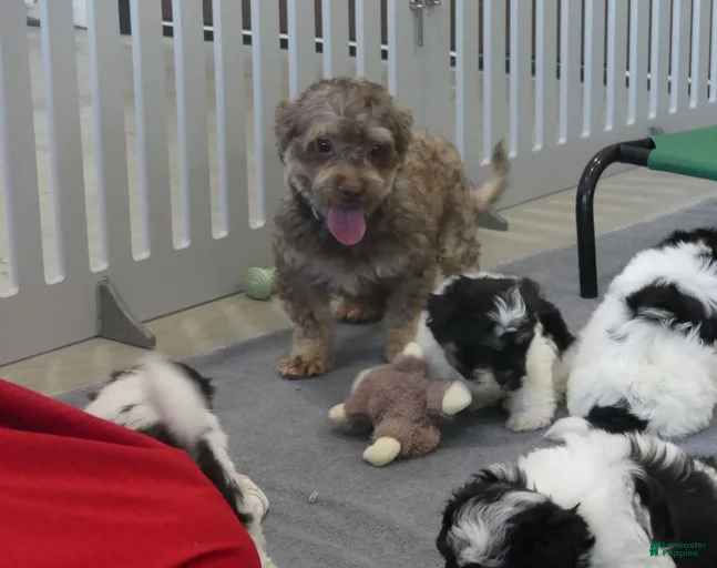 Gallery Image {{count}}