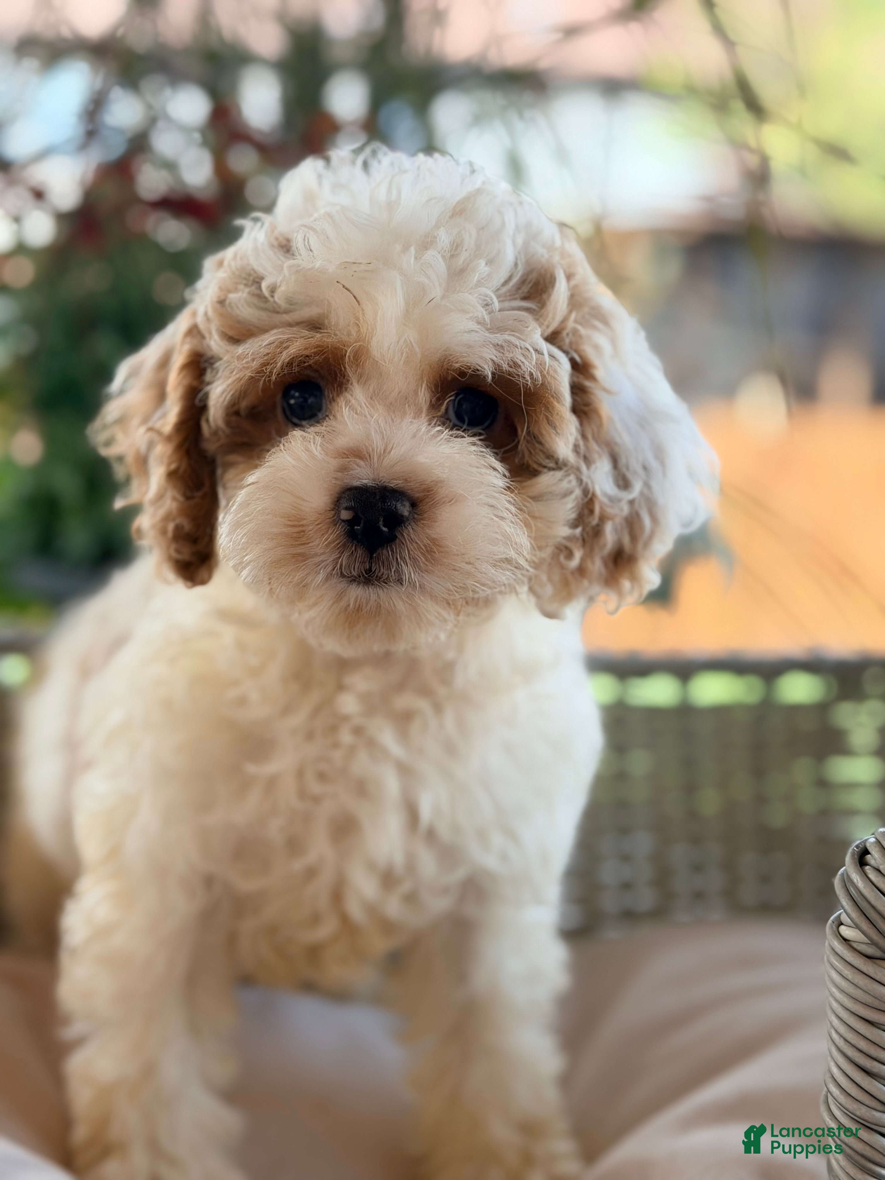 Cavapoo dogs Cavapoo 3 - Ad 32