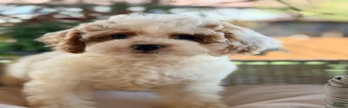 Cavapoo 3