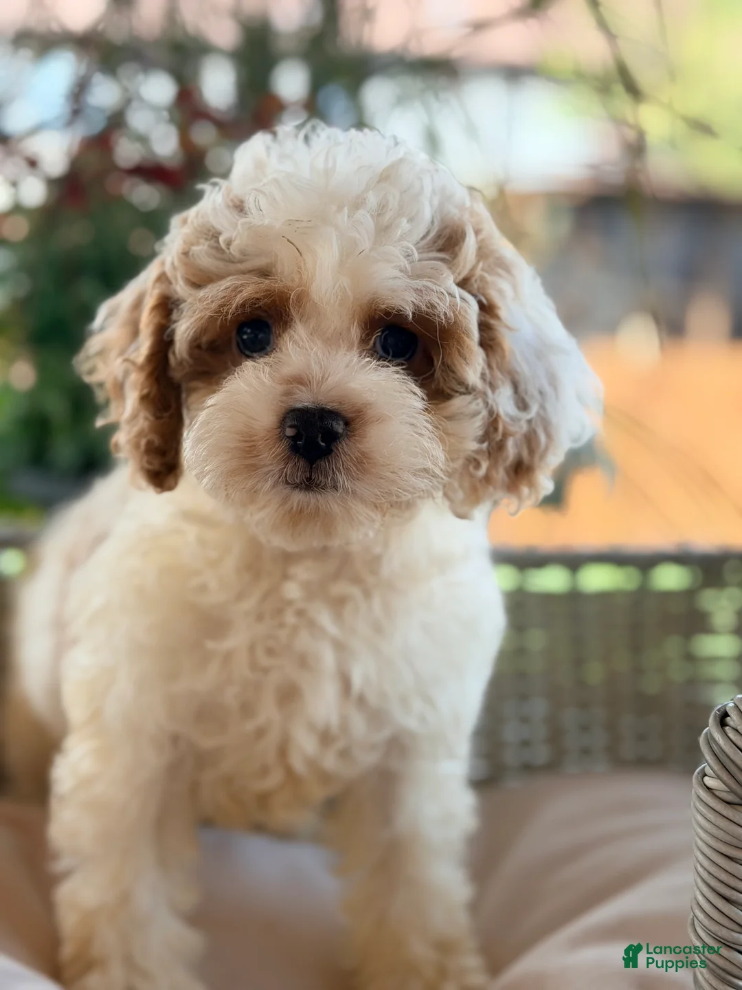 Cavapoo dogs for sale: Cavapoo 3 - Ad 1