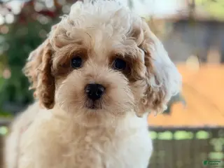 Cavapoo dogs Cavapoo 3 - Ad 32