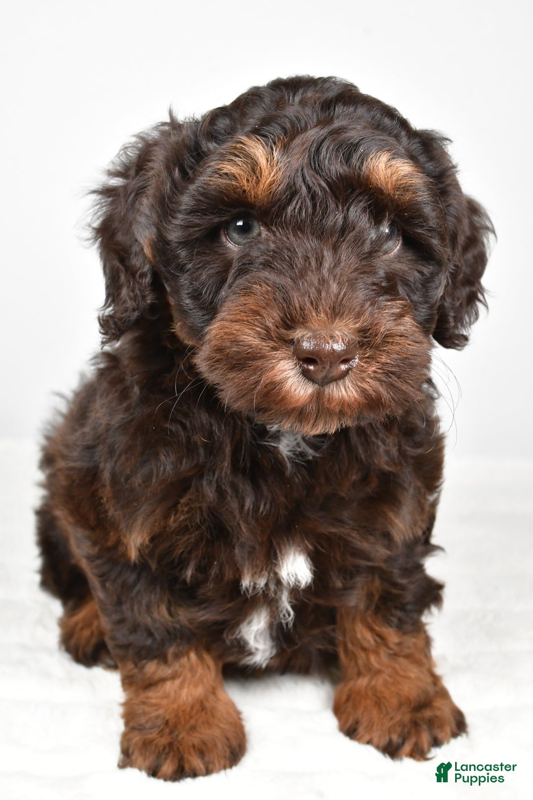 Mixed Breed dogs for sale: Mari - Ad 3