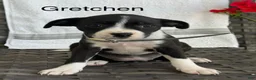 Mixed Breed dogs for sale: Gretchen - Ad 1