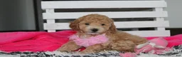 Bichpoo dogs for sale: Kallista  - Ad 4