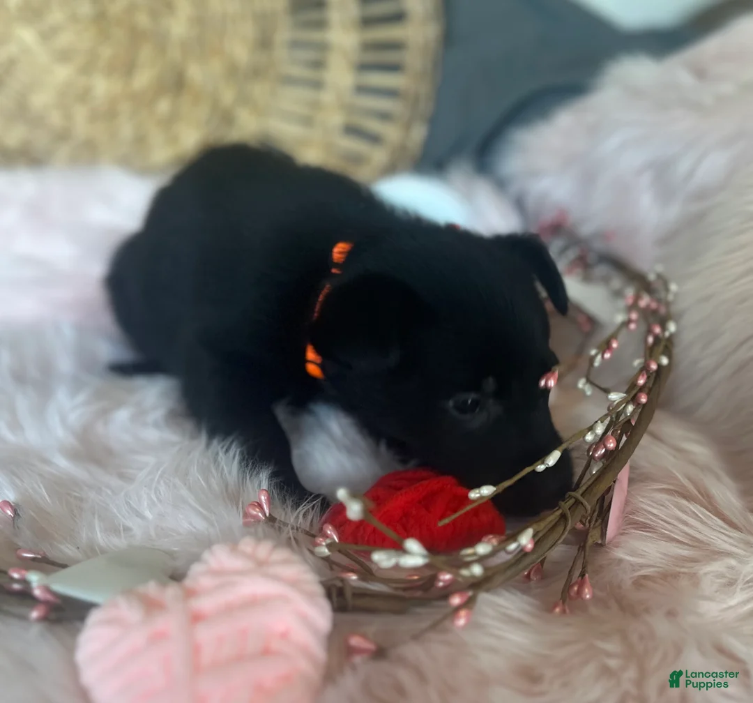 German Shepherd dogs for sale: Dahlia  - Ad 12