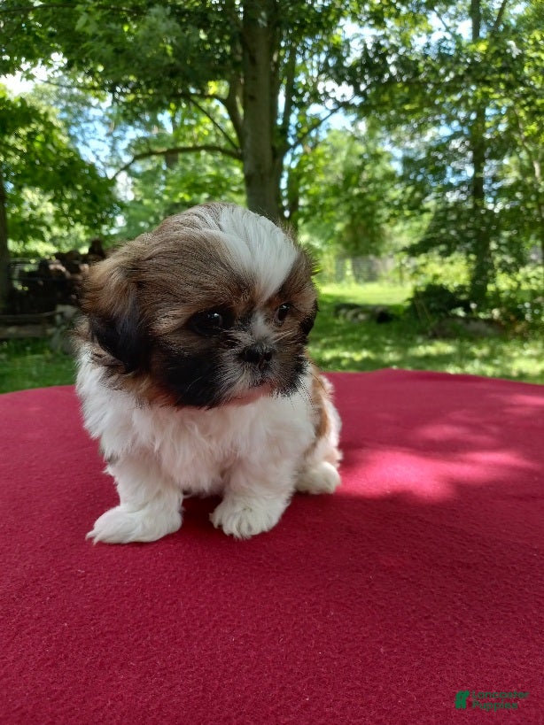 Shih Tzu dogs Pearl - Ad 40