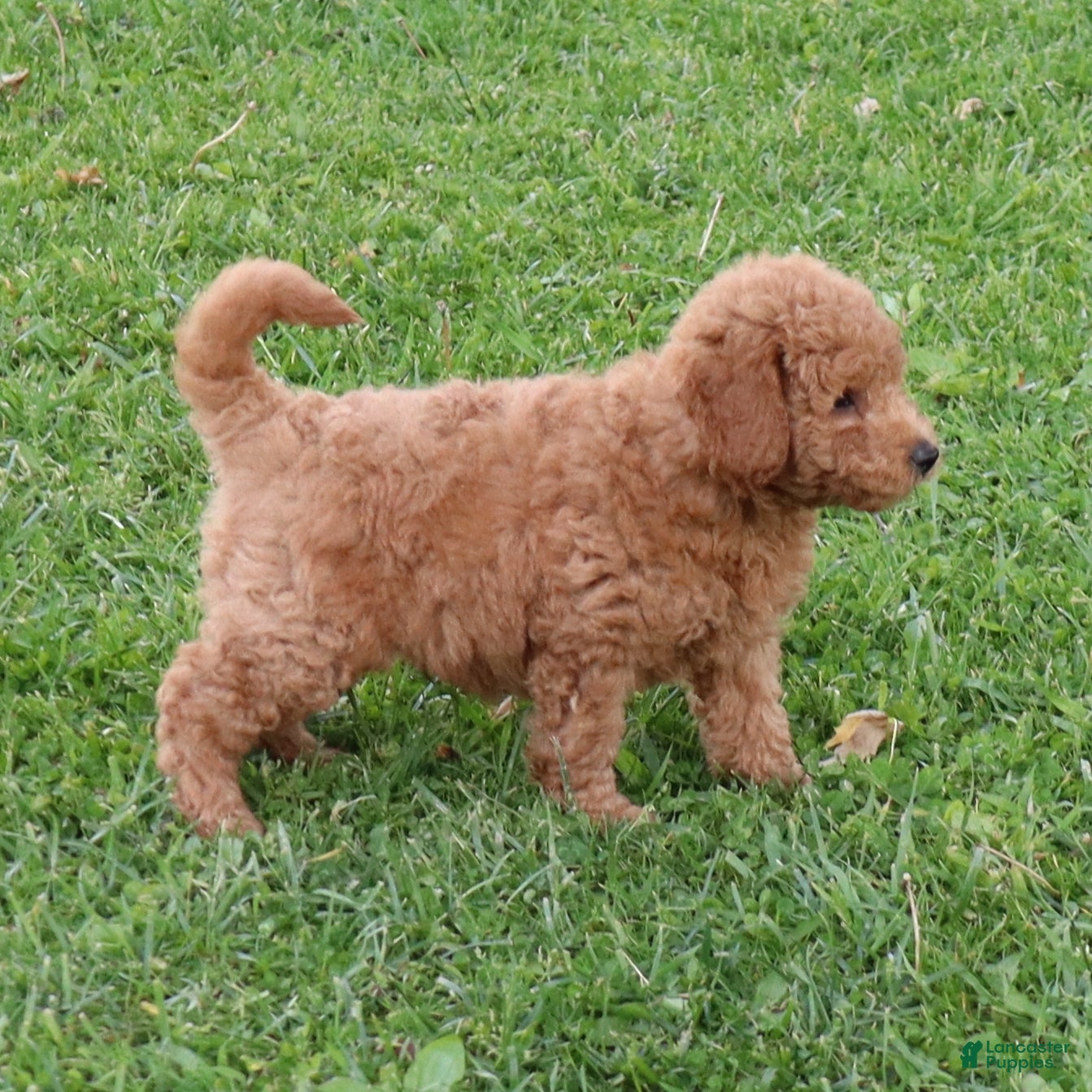 Mini Goldendoodle dogs Bobby - Ad 2