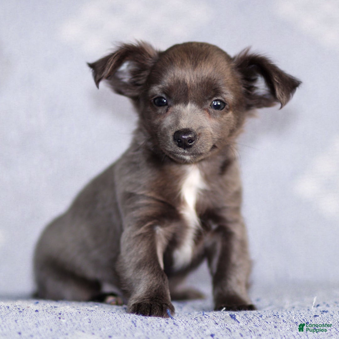 Chihuahua dogs for sale: Penny - Ad 4