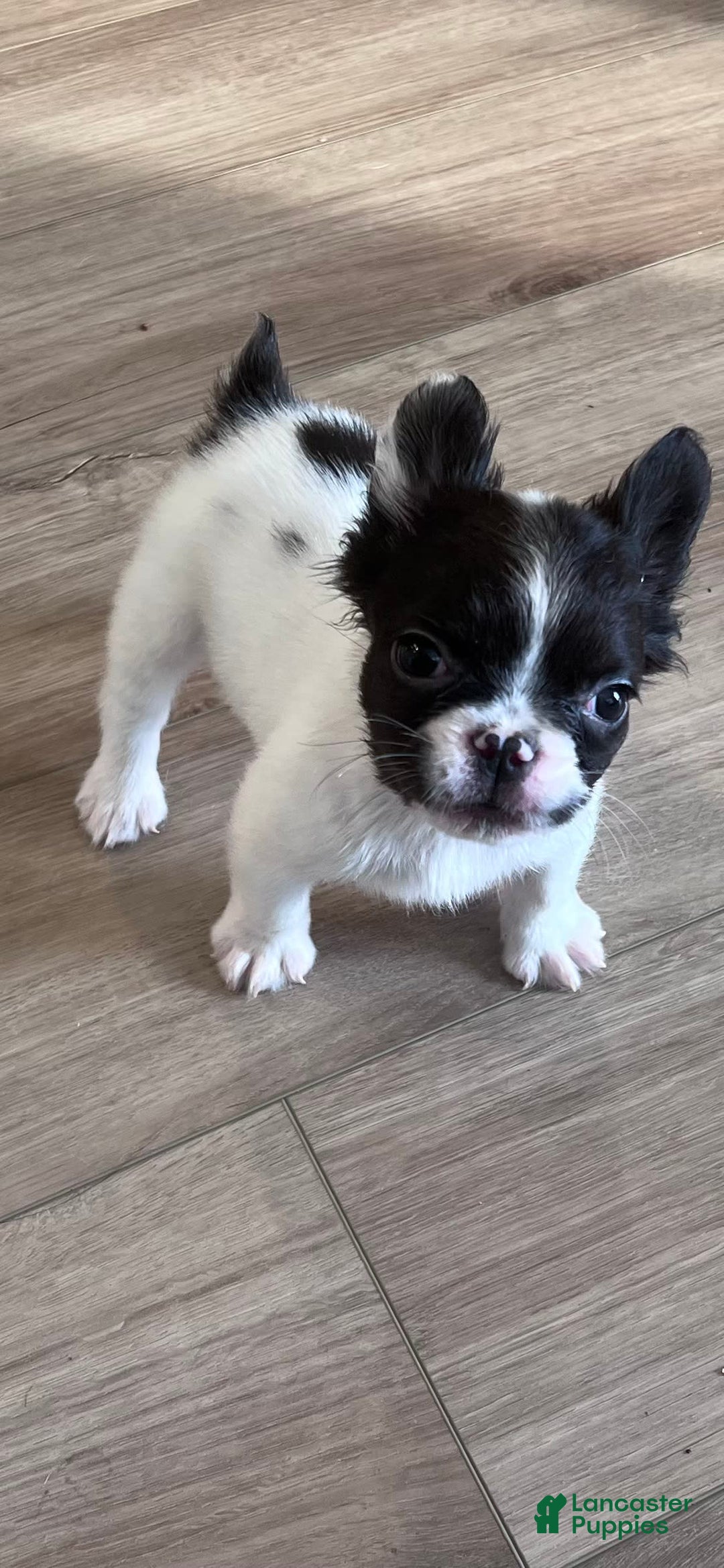 Maltese Shih Tzu Cross French Bulldog French Bulldog Puppies For