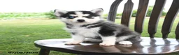 Pomsky dogs for sale: Tundra - Ad 1