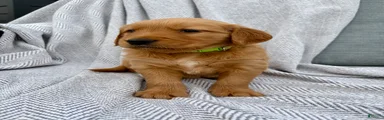 Rocky (lime green collar)