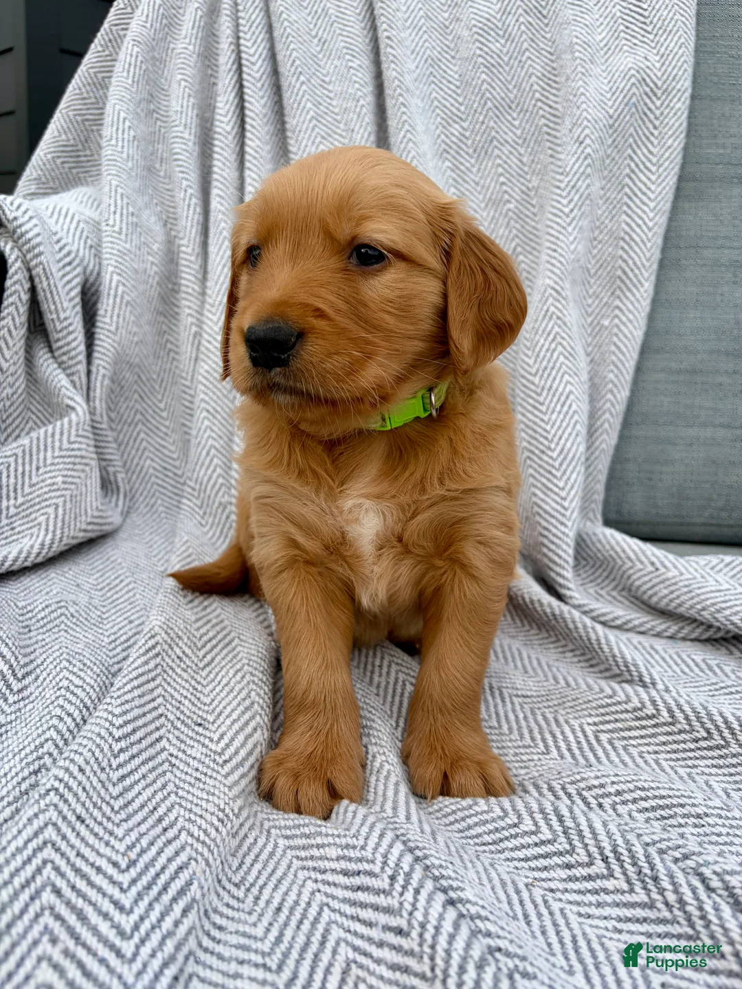 Golden Retriever dogs for sale: Rocky (lime green collar) - Ad 1