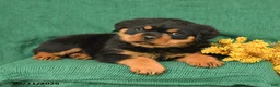 Rottweiler dogs for sale: Joey - Ad 3