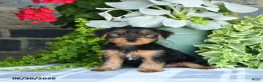 Fred