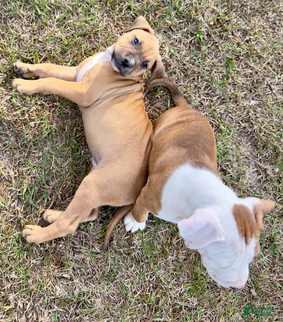 American Pit Bull Terrier dogs for sale: Beau Jangles - Ad 4