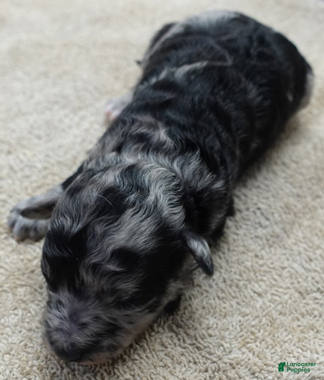 Toy Poodle dogs for sale: Nyx blue merle - Ad 3