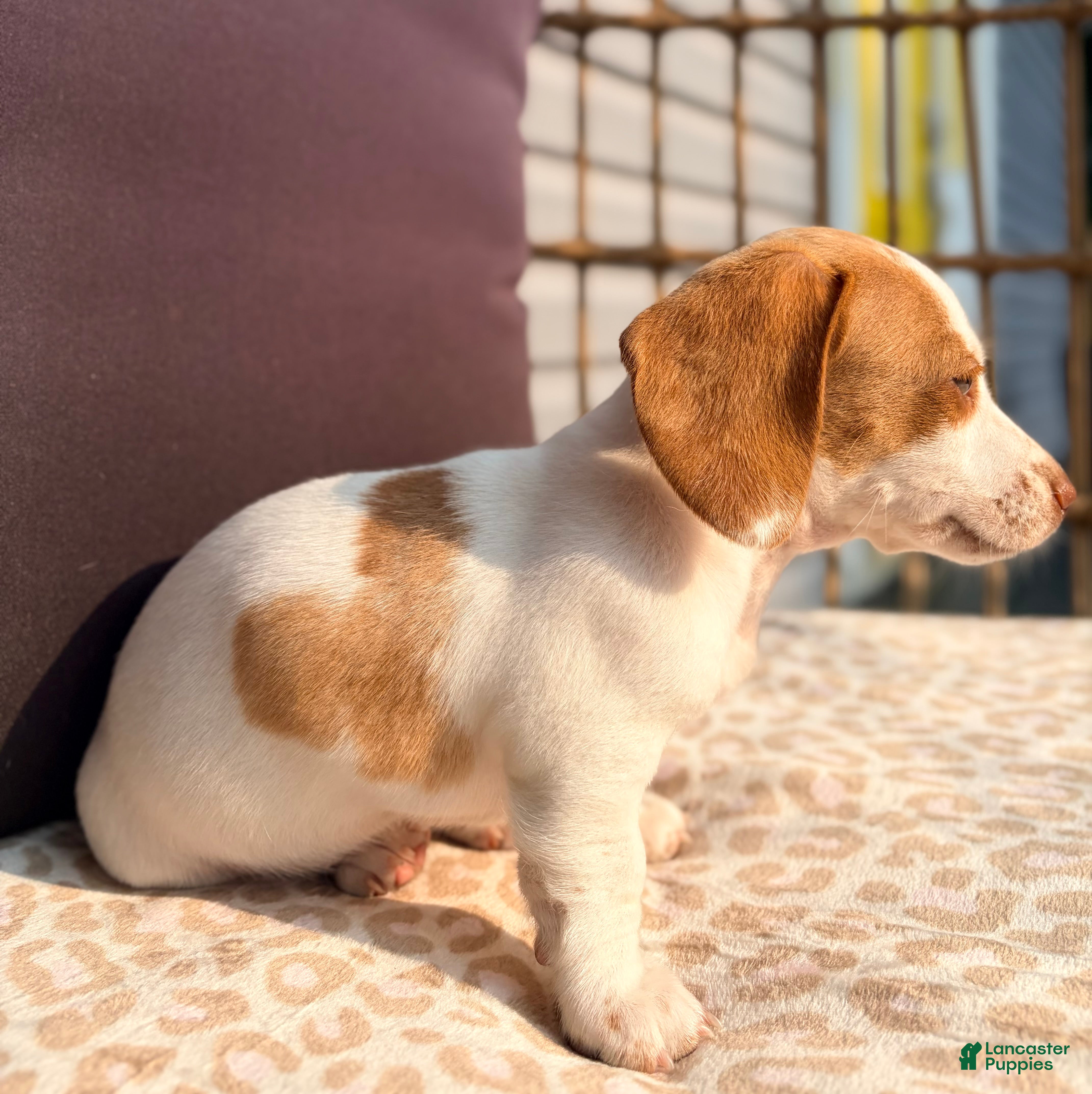 Miniature Dachshund dogs Miniature Dachshund 1- Ella - Ad 1