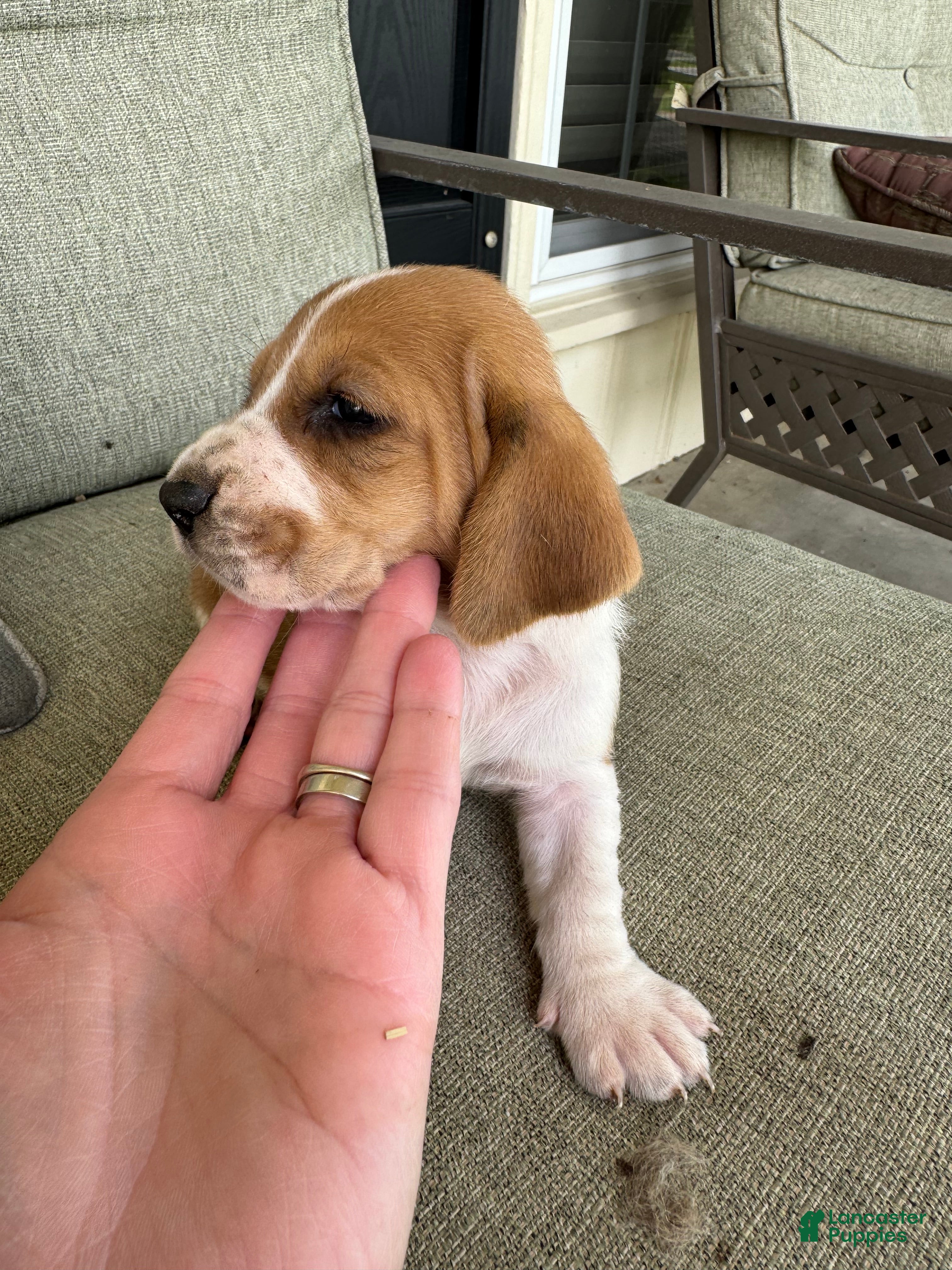 Basset Hound dogs  Puppy 1 - Ad 6